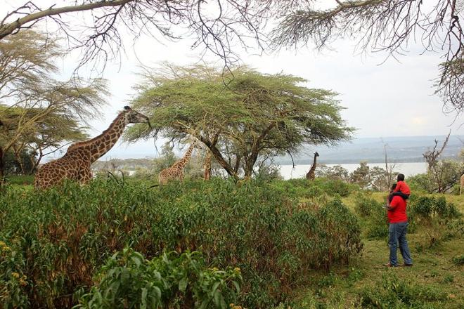 One-Day Lake Naivasha and Hell's Gate Safari Adventure