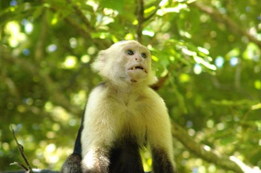 Discover the Enchanting Landscapes of Costa Rica: A Journey Through Exotic Nature