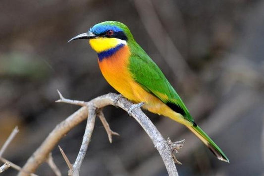 Discover Ethiopia's Bird Paradise: Exclusive Bird Watching Adventure