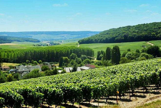 Small-Group Champagne Tour from Paris: Discover Mercier, Le Gallais, & Pressoria