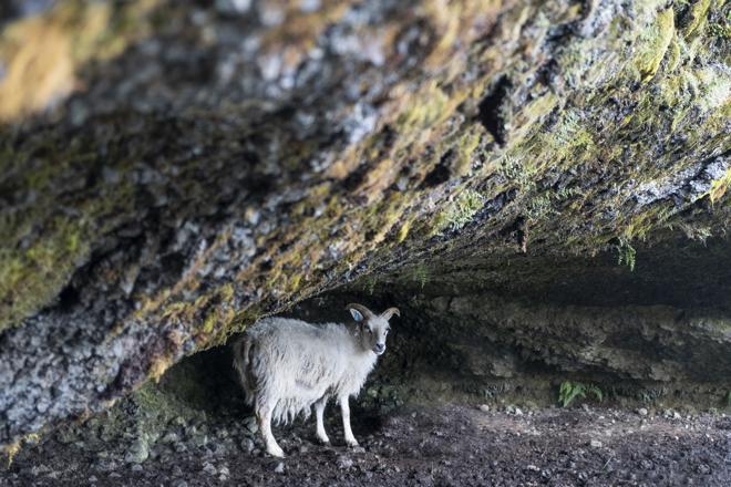 Explore the Snæfellsnes Peninsula: An Intimate Small Group Adventure