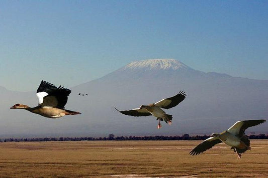 Explore Amboseli National Park on a Thrilling 2-Day Safari Adventure