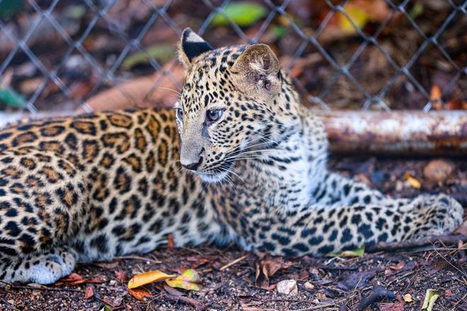 Private Costa Rican Wildlife Exploration: An Exclusive Zoo Visit