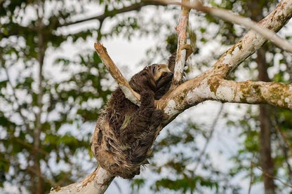 Amazon Rainforest Exploration: 5 Days and 4 Nights Adventure at Amazon Tapiri Floating Lodge