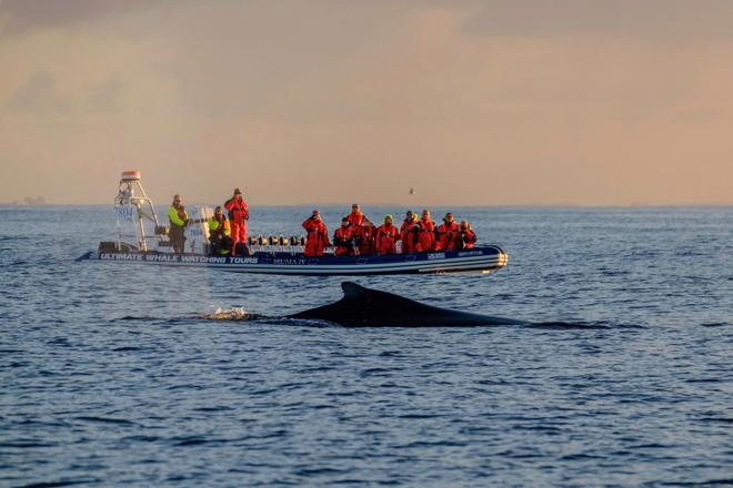 Midnight Sun Whale Watching Express in Akureyri