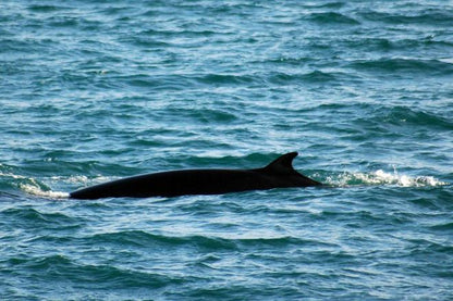 Reykjavik Whale Watching and Vidsey Island Exploration Tour