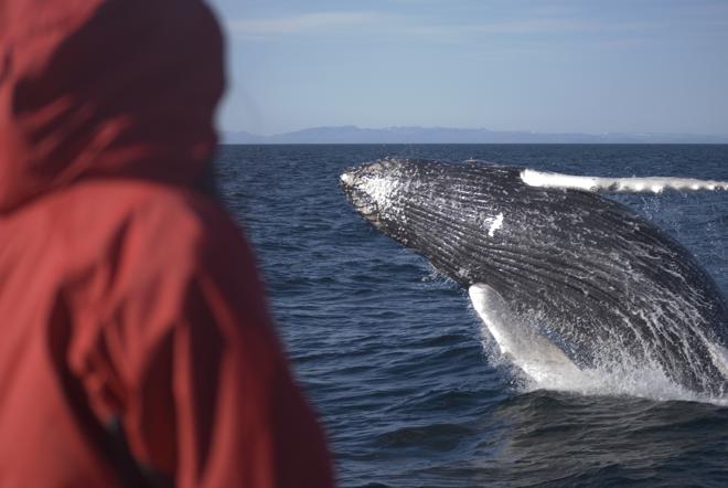 Reykjavik Whale Watching Excursion: Discover the Giants of the Ocean