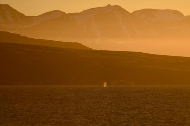 Midnight Sun Whale Watching Adventure in Akureyri