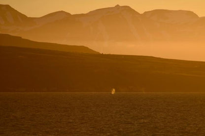 Midnight Sun Whale Watching Adventure in Akureyri