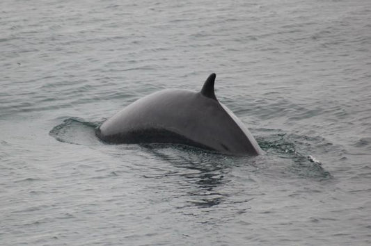 Reykjavik Whale Watching and Imagine Peace Tower Tour