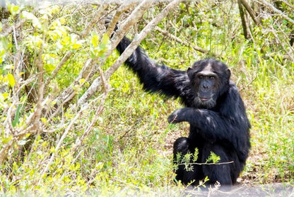 Ol Pejeta Conservancy Full-Day Safari Adventure