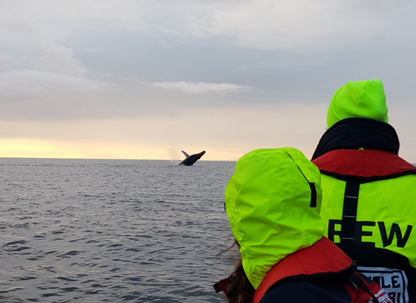 Midnight Sun Whale Watching Experience in Reykjavík - Premium Tour