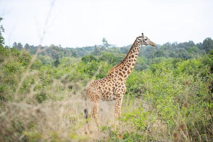 Sunrise and Sunset Open Jeep Safari at Nairobi National Park