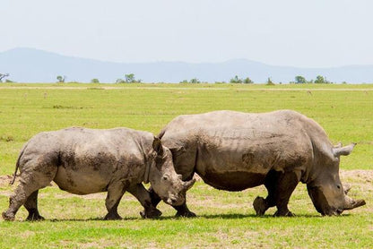 Ol Pejeta Conservancy Full-Day Safari Adventure