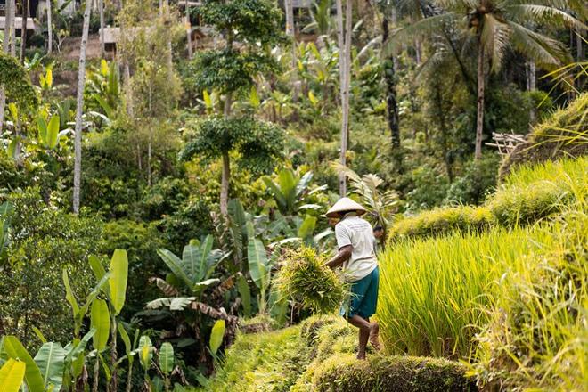 Campuhan Ridge Walk: Explore Rice Terraces, Volcanoes, and Water Temples