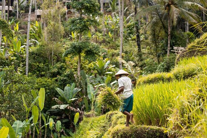 Campuhan Ridge Walk: Explore Rice Terraces, Volcanoes, and Water Temples