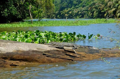 Three-Day Tortuguero National Park Adventure with Complimentary Pickup