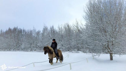 Small Group Golden Circle Tour and Friðheimar Farm Experience