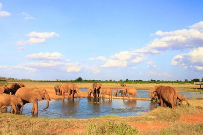 Tsavo East Safari: Exclusive 2-Day Adventure from Mombasa