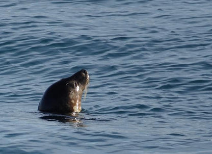 Downtown Reykjavik Whale Watching Tours