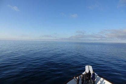 Whale Watching Adventure Cruise Departing from Reykjavik