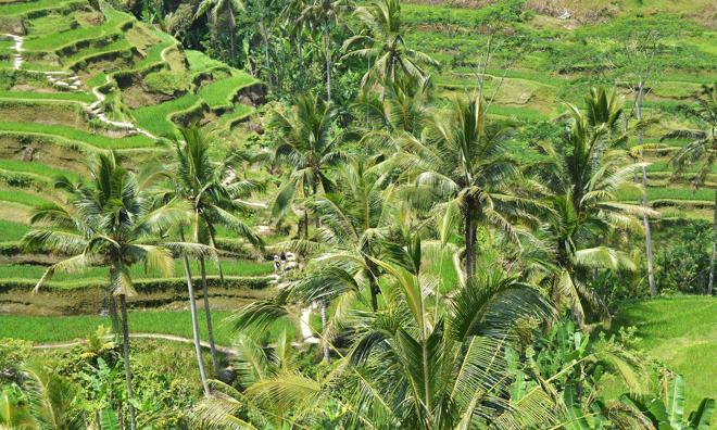 Bali All-Day Private Tour: Natural Landscapes and Sacred Temples