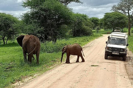 Explore Tarangire National Park: A Full-Day Adventure