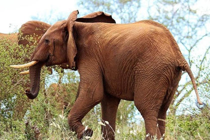 Tsavo West 3-Day Safari Adventure from Mombasa