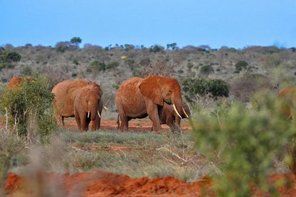 Discover Tsavo East: Full-Day Safari Adventure from Mombasa