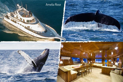 Whale Watching Adventure Cruise Departing from Reykjavik