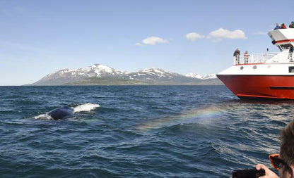 Classic Whale Watching Experience in Akureyri