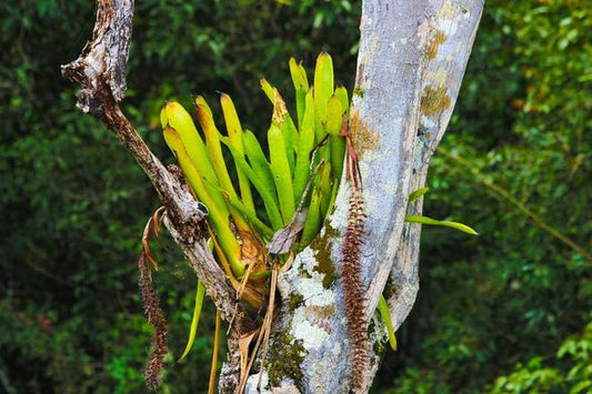 Amazon River Adventure: 5-Day/4-Night Cruise Exploration