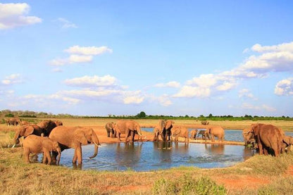 Discover Tsavo East: Full-Day Safari Adventure from Mombasa