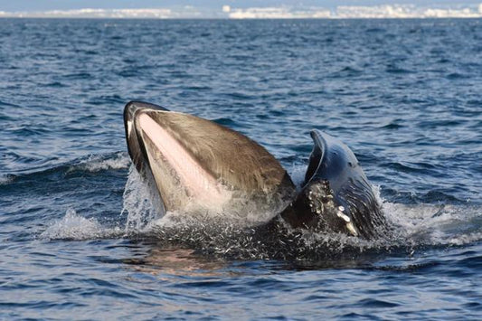 Premium Whale Watching Experience in Reykjavik