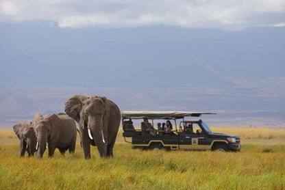 Amboseli National Park: Full-Day Safari Adventure