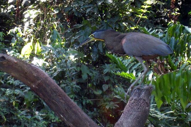 Three-Day Tortuguero National Park Adventure with Complimentary Pickup