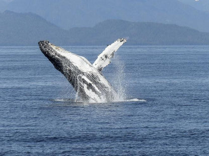 Downtown Reykjavik RIB Speedboat Tour: Whale and Puffin Watching Experience