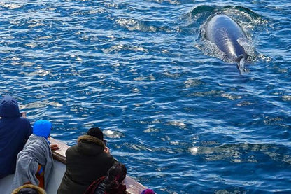 Whale Watching Adventure Cruise Departing from Reykjavik