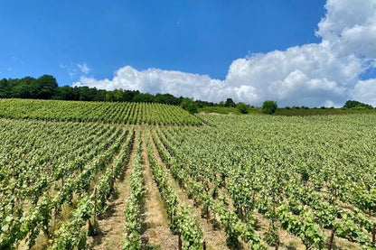 Exclusive Vintage Champagne Tour: Private Visit to Taittinger and Veuve Clicquot