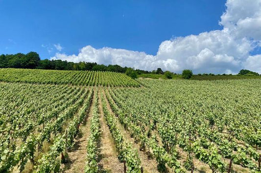 Exclusive Vintage Champagne Tour: Private Visit to Taittinger and Veuve Clicquot