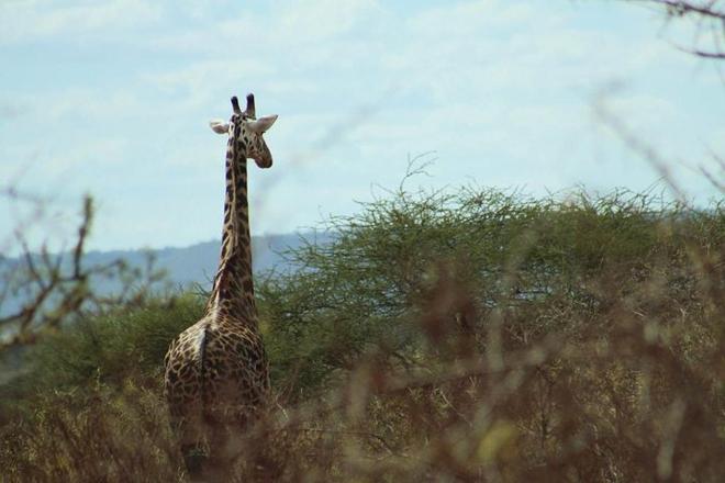 Tsavo West 3-Day Safari Adventure from Mombasa