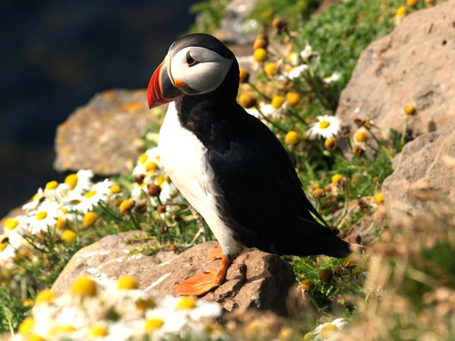 Speedboat Puffin Watching Adventure from Reykjavik Downtown