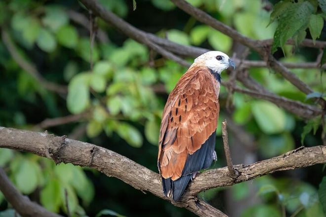 Explore the Amazon: 4-Day, 3-Night Stay at Tapiri Floating Lodge