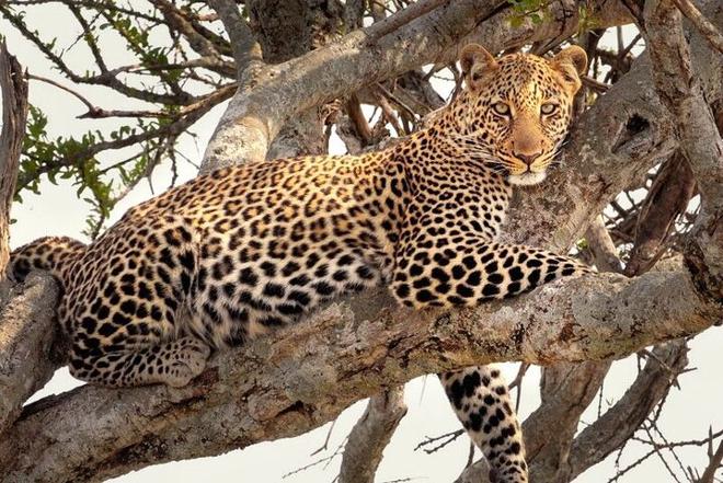 Samburu and Aberdares National Park 4-Day Safari Adventure