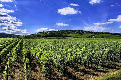 Exclusive Burgundy Wine Tasting Tour: 3 Domaines, Chateau Pommard, Chablis & 15 Varieties - Day Trip from Paris