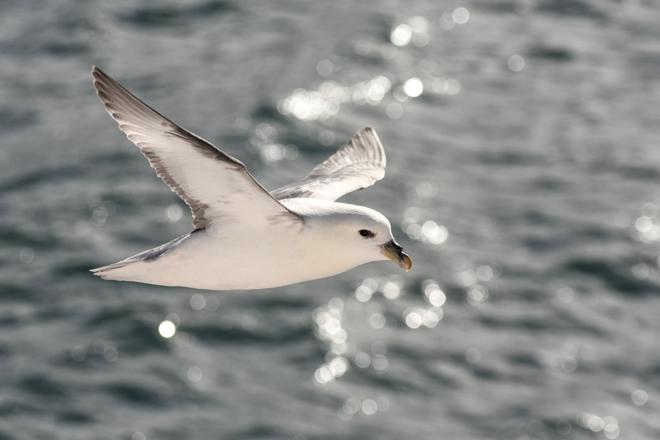 Classic Whale Watching Experience in Akureyri