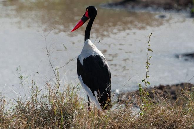 Nairobi National Park 3-Day Safari Adventure