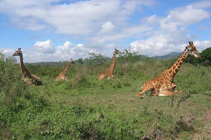 Arusha National Park Adventure: Guided Walking Safari and Canoeing Experience