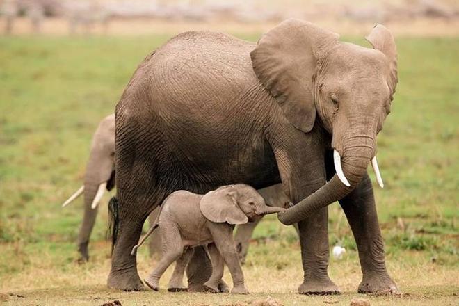 One-Day Safari Adventure in Aberdare National Park