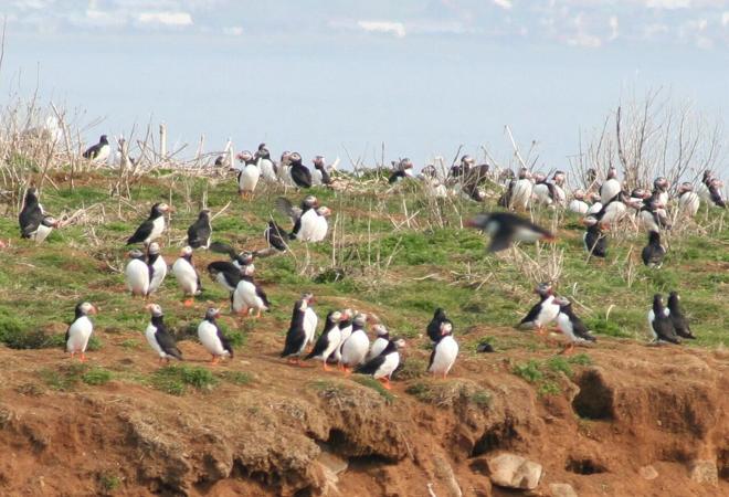 Exclusive Puffin Watching Experience in Reykjavik